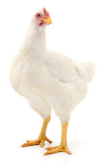 White hen isolated.