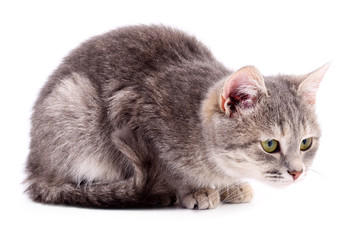 Small gray kitten.