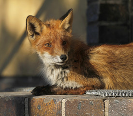 Young urban fox sunning on the doorstep of a house in Turku, Finland.