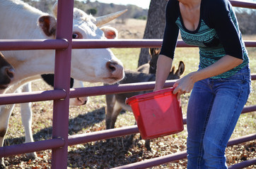 Person feeding white cow out of a bucket on the rural farm.