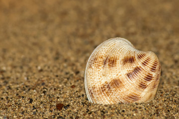 Vongola (Chamelea gallina) nella sabbia - ritratto 