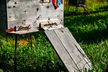 Uliy house of bees, honeycomb, buzzing, frames, apiary
