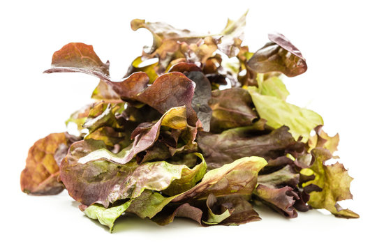 Dunkle Salatsorten 