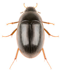 Water scavenger beetle Hydrobius fuscipes isolated on white background, dorsal view of aquatic beetle.
