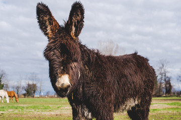 donkey puppy