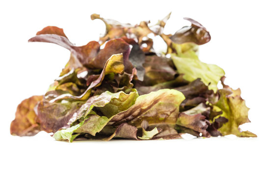 Dunkle Salatsorten 