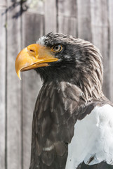 Profile View of Brown Eagle