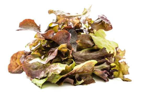 Dunkle Salatsorten 