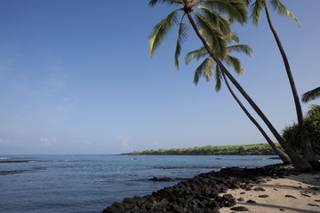 Fototapeta na wymiar Palm tree and Honaunau Bay, Big Island, Hawaii