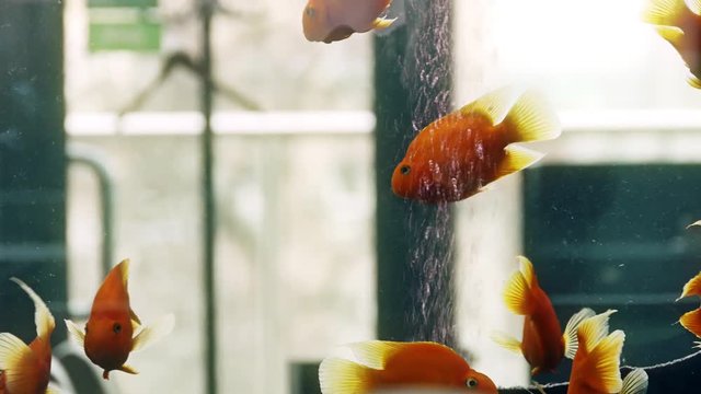 Aquarium with Parrot Cichlids