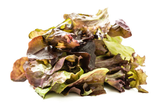 Dunkle Salatsorten 