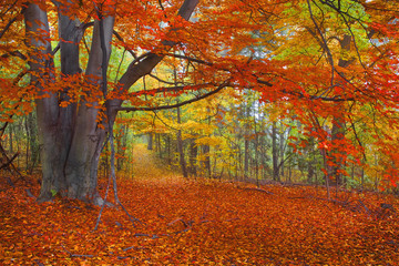 Bright Autumn Colors, Path in the Woods