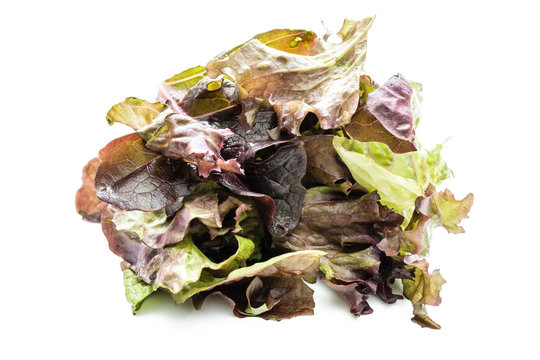 Dunkle Salatsorten 
