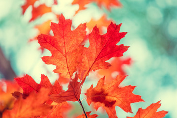 Oak branch with red leaves in the forest in autumn