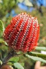 rote banskia blüte in australien, prachtvoll schöne blüte mit symmetrischem muster