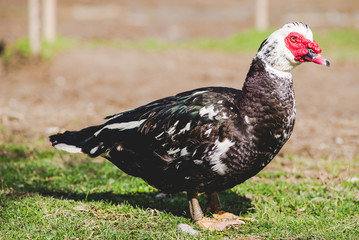 muscovy ducks - chairina moschata