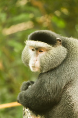 Black and White Monkey Closeup