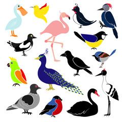 Different birds isolated on white background. Hummingbird, colibri,  titmouse, bullfinch, parrot, pelican, flamingo, woodpecker, swan, magpie, swallow, crows, cranes, peacock, pigeon.