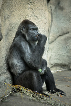 Gorilla in Thought