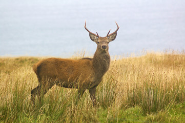 Red stag