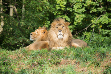 Male and Female Lions Lounging