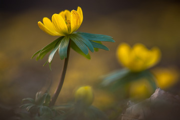 Springtime - Yellow flower closeup with shallow depth of field - Eranthis hyemalis - early signs of spring