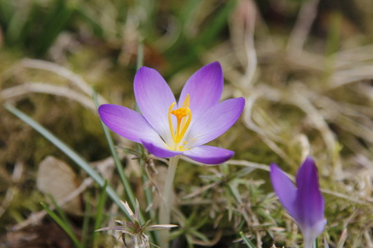 Krokus Krokusse Crocus mit Biene zu Istern