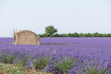Steinruine im Lavendelfeld