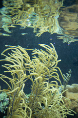 Fototapeta na wymiar Aquarium Tank Algae or Plant