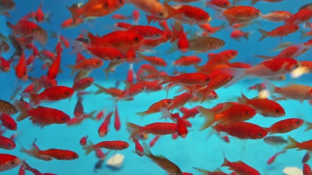 Many small goldfish swimming in aquarium