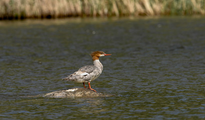Merganser