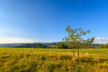 Fototapeta na wymiar Lonely tree in summer day in mountains. Poland.