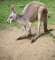 Kangaroo Slouching