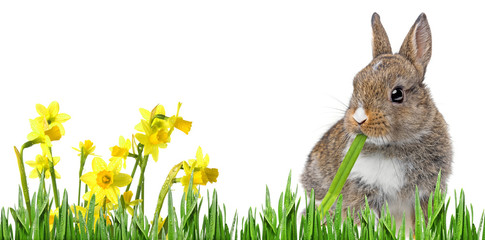 little baby rabbit eating a grass