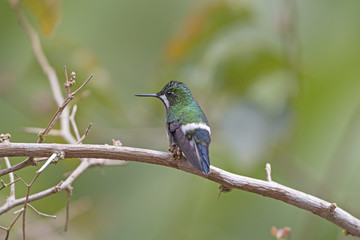 A Female Green Thorntail Hummingbird