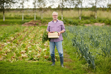 old man with box of vegetables at farm garden