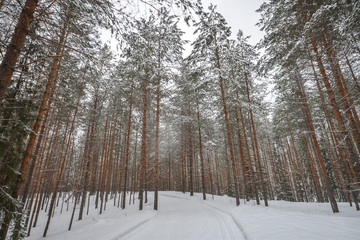 Fototapeta premium Road in winter forest, park in snow