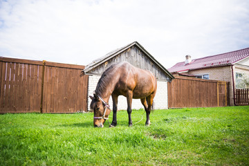 Briwn beautiful horse eats fresh grass in field near village at sunny day