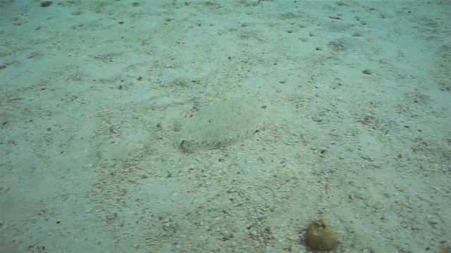 Flatfish underwater, leopard flounder, Bothus pantherinus, moving on sandy bottom, Pacific ocean, French Polynesia, Huahine
