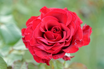 Red Rose 