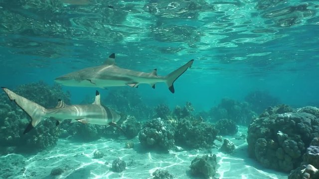 French Polynesia underwater scene, two blacktip reef sharks in a lagoon with corals, Pacific ocean, Huahine
