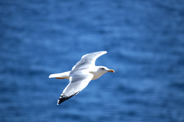Fototapeta na wymiar Flaying seagull