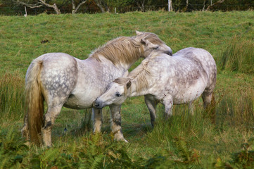 Two horses caressing each other