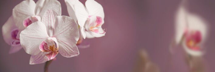 Orchideen Hintergrund