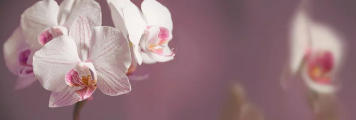 Fototapeten Orchideen Hintergrund © pattilabelle