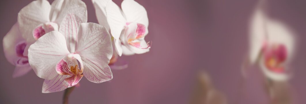 Fototapeta Orchideen Hintergrund