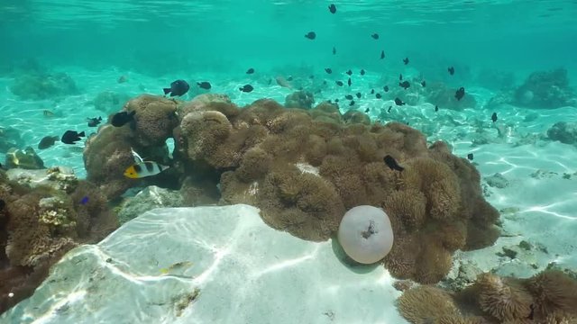 Sea anemones Heteractis magnifica with tropical fish in shallow water, Pacific ocean, French Polynesia, lagoon of Huahine, motionless underwater scene
