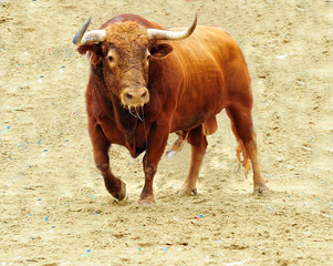 bull