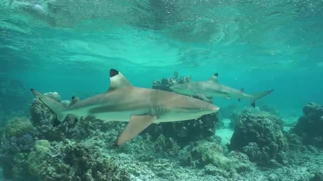 Two blacktip reef sharks swimming on a shallow reef with the ripples of water surface, motionless underwater scene, natural light, Pacific ocean, French Polynesia, Huahine
