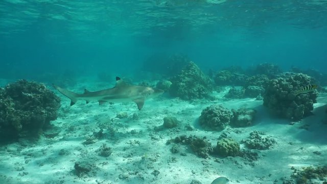 Underwater scene a blacktip reef shark swims in a lagoon, French Polynesia, Pacific ocean, Huahine island
